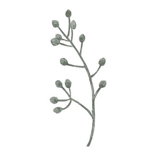 Ilustração botânica decorativa